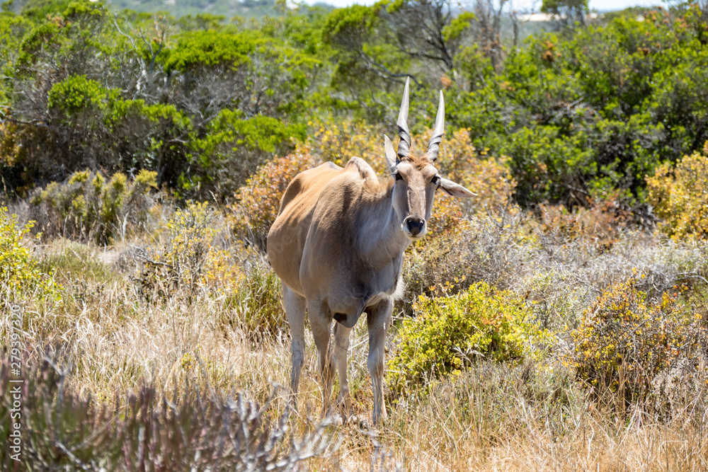 Fototapeta premium Elenantilope (Taurotragus oryx)