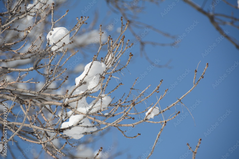 Branches with snow under a blue sky Branches with snow under a blue sky