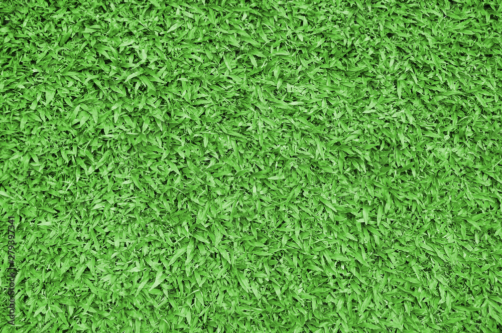 green grass. natural background texture. fresh spring green grass. green grass. natural background texture. fresh spring green grass.