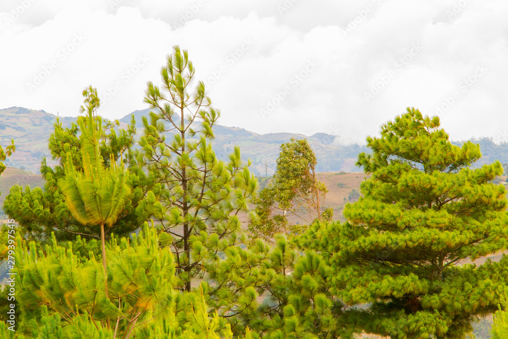 Obraz premium pino joven