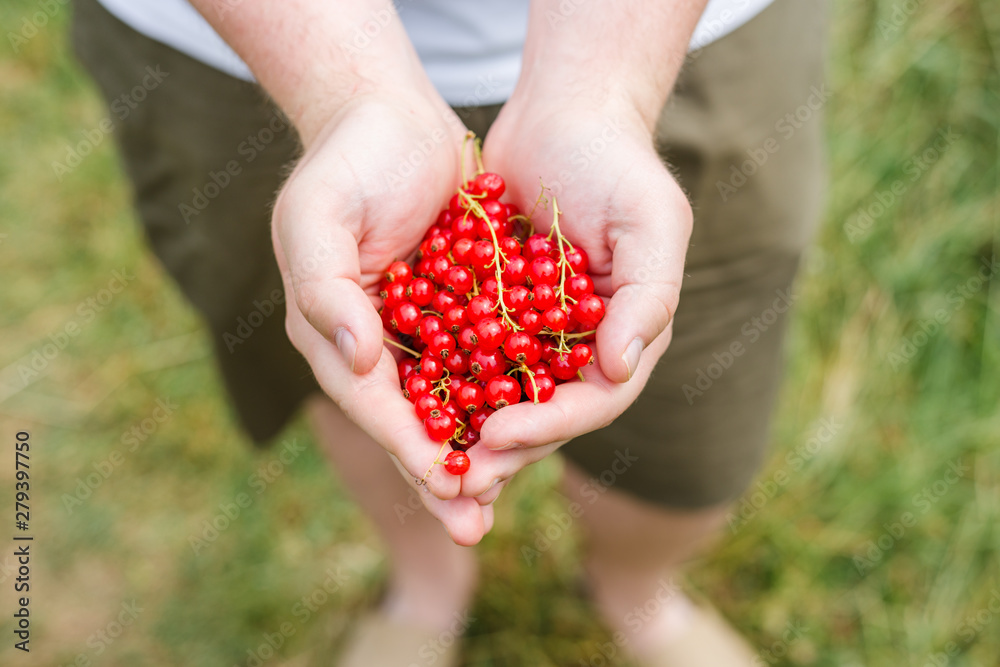 Hands holding branch of fresh berries, Ripe red currant, juicy fruit, top view Hands holding branch of fresh berries, Ripe red currant, juicy fruit, top view