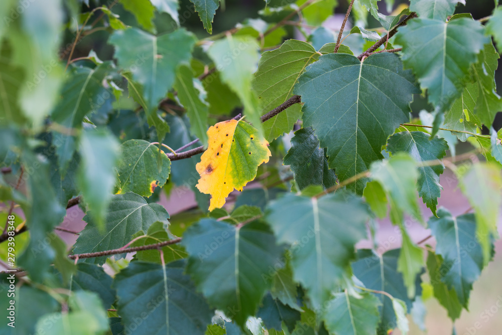 Obraz premium green and yellow birch leaves