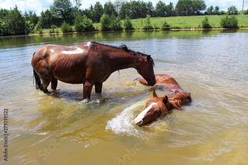 Two Horses Cooling off on a hot summer day in their spring fed pond