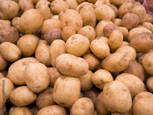 Fresh organic potato stand out among many large background potatos in the market. Heap of potatos root. Close-up potatos texture.