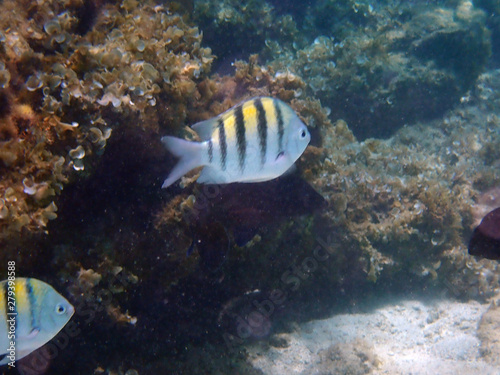  small stripy fish next to the corals