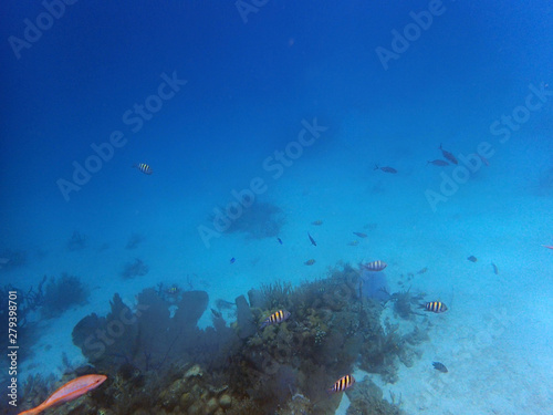 view of a big reef with small fish
