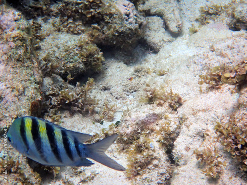 underwater figurine of a stripy fish, next to the stones