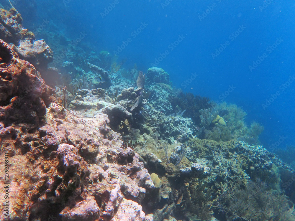 slope on water, with corals and small fish