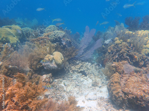 school of small fish in corals © MacDonald