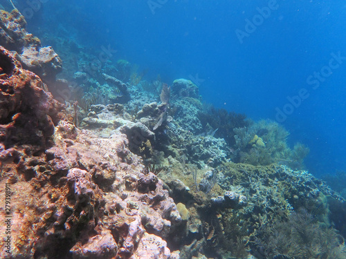 slope on water  with corals and small fish