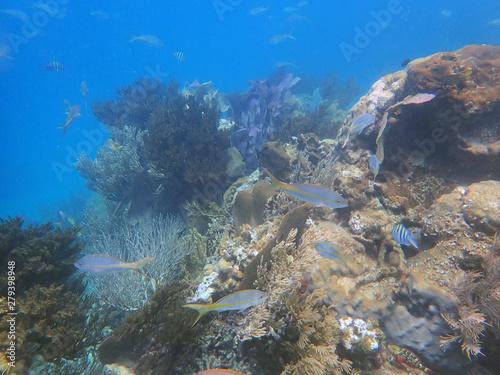 fish on the big coral reef, underwater