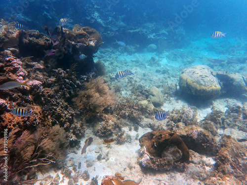 stripy and yellow fish in coral reefs