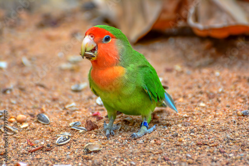 beautiful colorful parrot