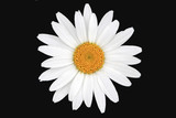White and yellow daisy isolated with black background