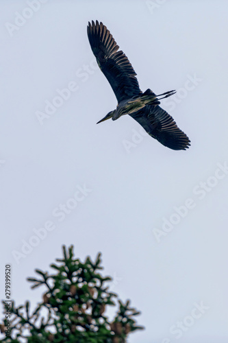Silhouette of a grey heron inflight to the nest in the woods near the lake