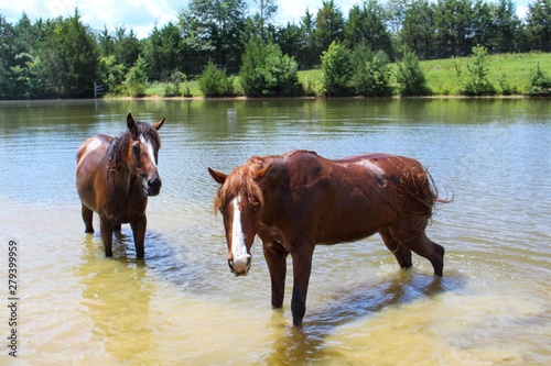 Two Horses Cooling off on a hot summer day in their spring fed pond