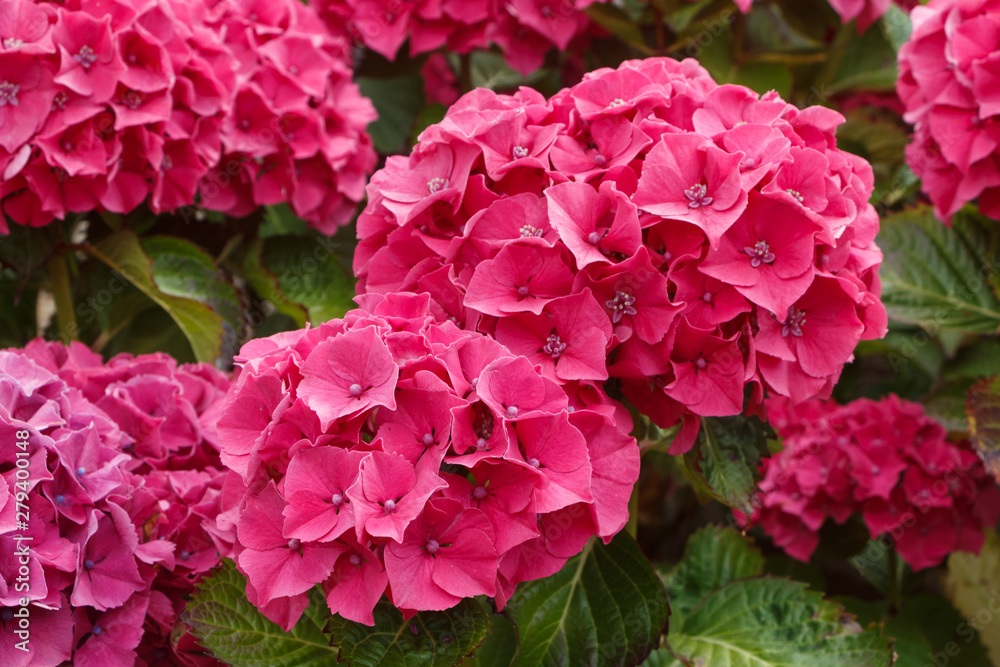 Pink hydrangea flowers in a garden during summer