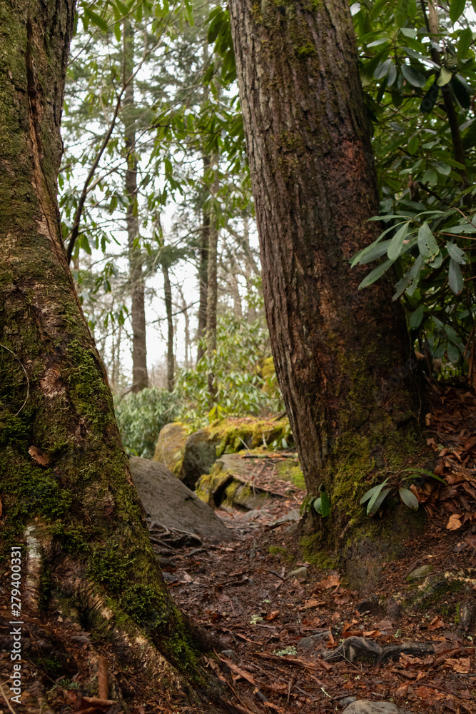 Hiking trail bookmarked by two trees, Great Smoky Mountains National Park Hiking trail bookmarked by two trees, Great Smoky Mountains National Park