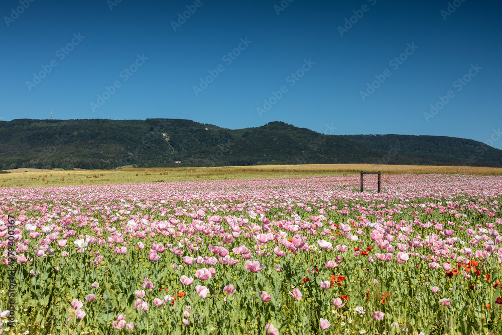 Panorama of a field of breadseed poppies