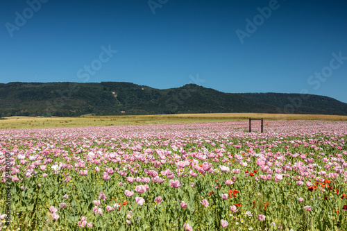 Wallpaper Mural Panorama of a field of breadseed poppies Torontodigital.ca