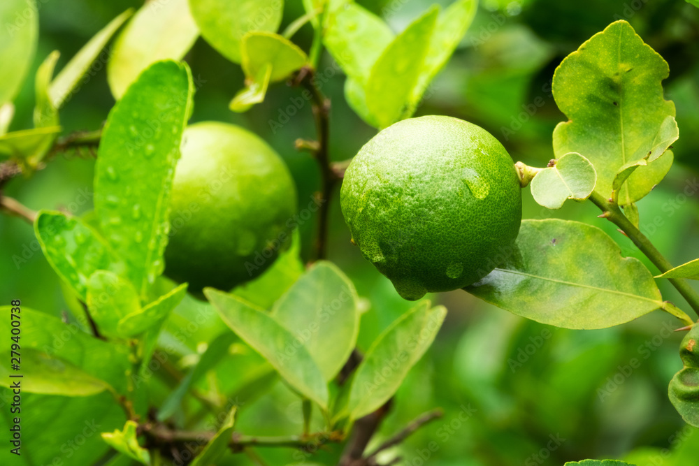 Limette am Baum