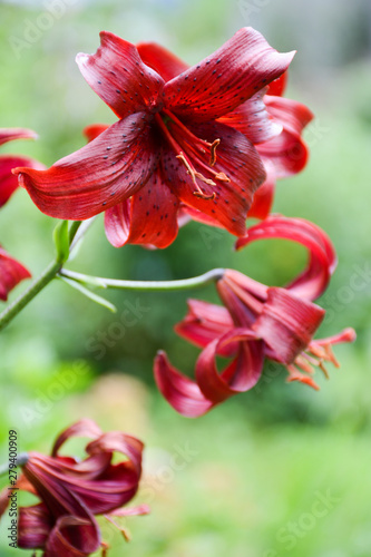  Beautiful burgundy color lily in the garden