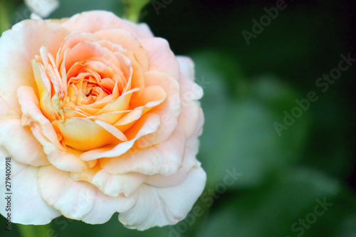 cream rose on a beautiful green background