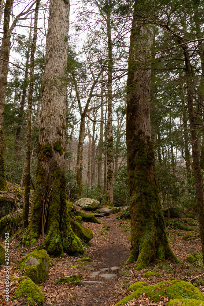 Hiking trail bookmarked by two trees, Great Smoky Mountains National Park Hiking trail bookmarked by two trees, Great Smoky Mountains National Park
