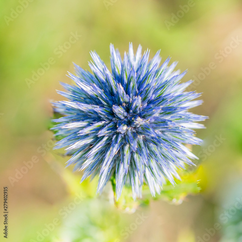  Echinops or Globe Thistle. Green Blurry Background. Copy Space.