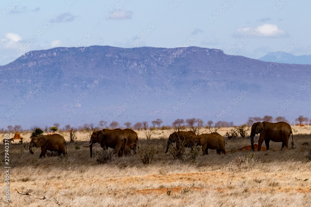 Obraz premium Afrikanische Elefant (Loxodonta africana) Roter Elefant tsavo nationalpark