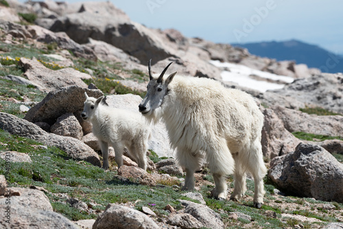 Mountain Goats grazing on a Rocky Mountain hillside © Chris Rubino