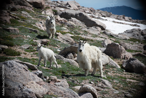 sheep in mountains