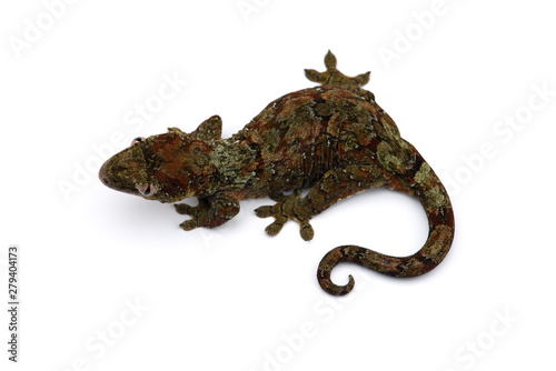 The mossy New Caledonian gecko isolated on white background