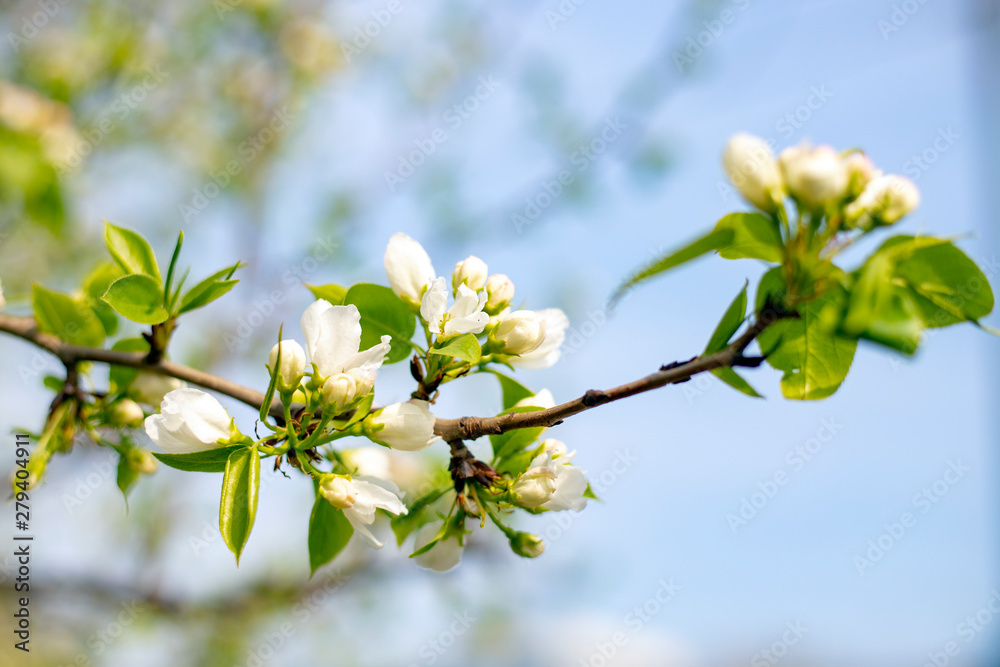 Blooming Apple tree, against the blue sky. Blooming spring garden. Apple blossom Blooming Apple tree, against the blue sky. Blooming spring garden. Apple blossom