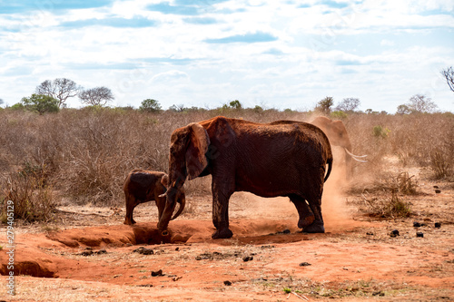 Afrikanische Elefant  Loxodonta africana  Roter Elefant tsavo nationalpark