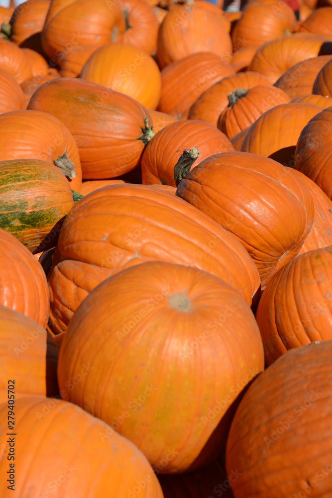 Pumpkin patch Pumpkin patch