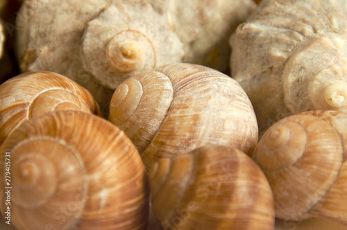 Shells close up. Sea background of shells.