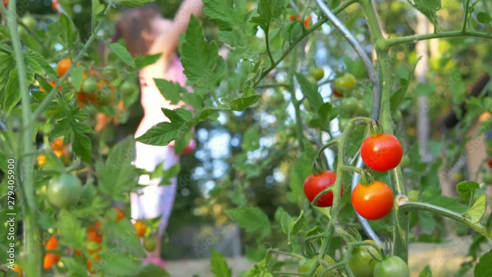 Red and green ripe cherry tomatoes growing in a organic home garden. In the background, we see a little girl out of focus, she is jumping and playing in slow motion. Red and green ripe cherry tomatoes growing in a organic home garden. In the background, we see a little girl out of focus, she is jumping and playing in slow motion.