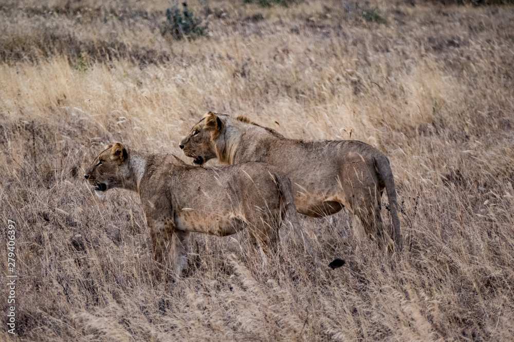 Löwe (Panthera leo, veraltet/poetisch/mundartlich Leu) Löwe (Panthera leo, veraltet/poetisch/mundartlich Leu)