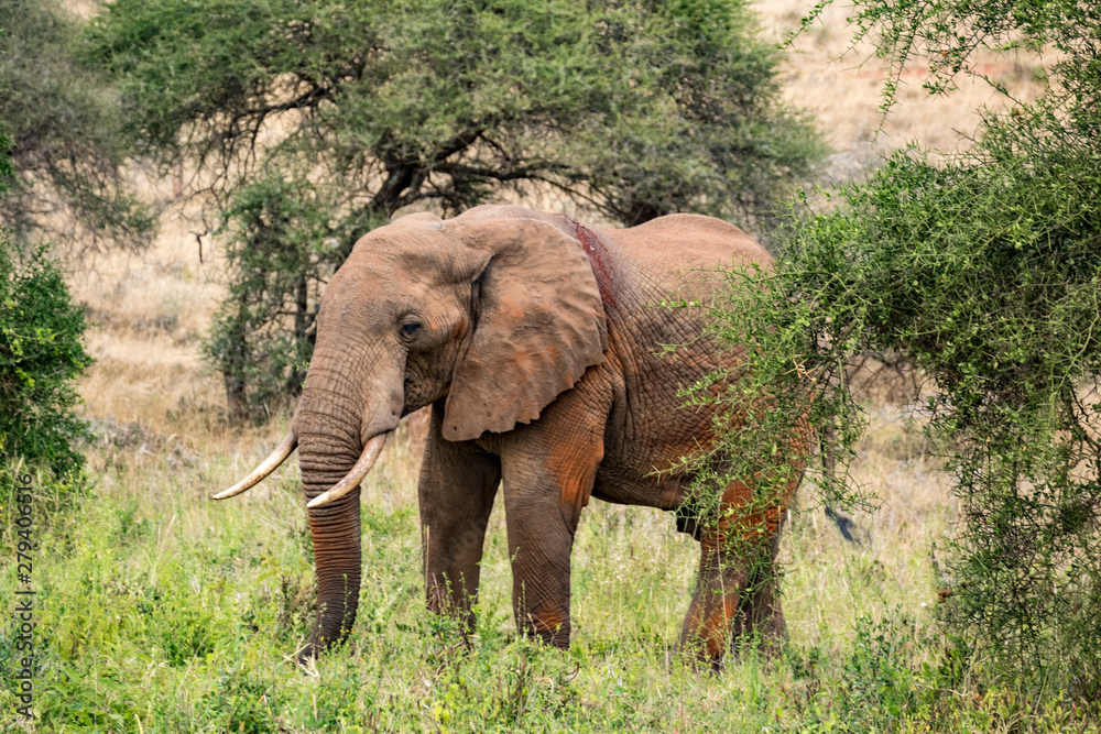 Fototapeta premium Afrikanische Elefant (Loxodonta africana) Roter Elefant tsavo nationalpark