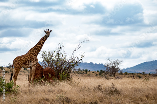 Giraffen (Giraffa)
