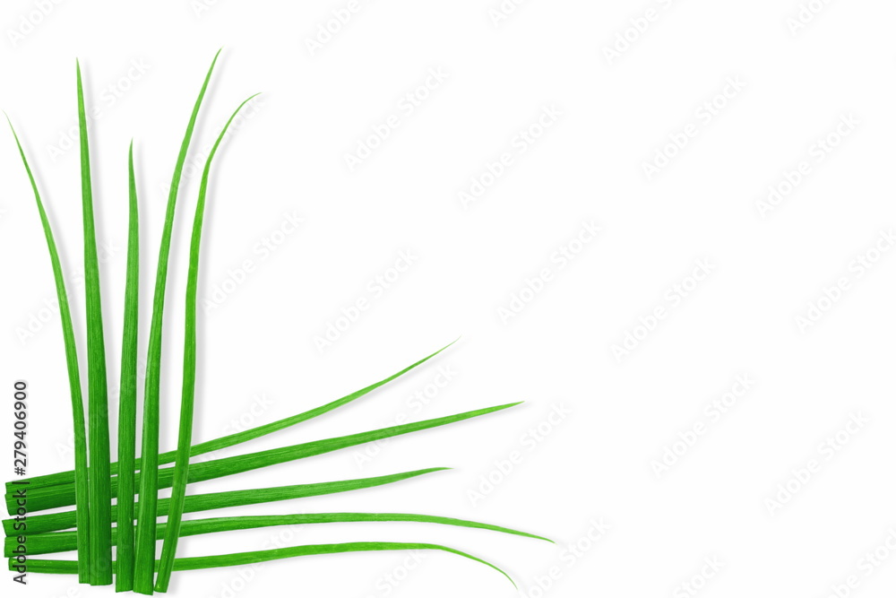 cut green onion or green garlic for soup,sambhar,dal,curry,cooking and food related background,white background cut green onion or green garlic for soup,sambhar,dal,curry,cooking and food related background,white background