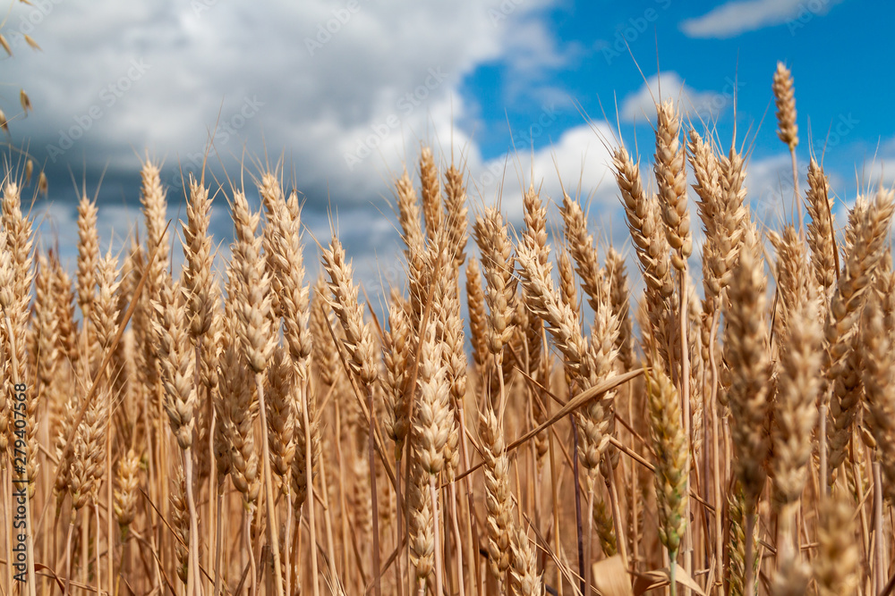 Fototapeta premium Wheat field. Background of ripening ears of wheat.