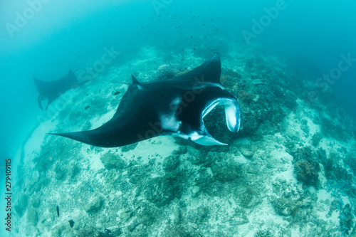 Resident manta rays, Manta alfredi, swim over a cleaning station in Raja Ampat, Indonesia. Cleaning stations are where small fish remove parasites from larger fish and mantas frequent these sites.