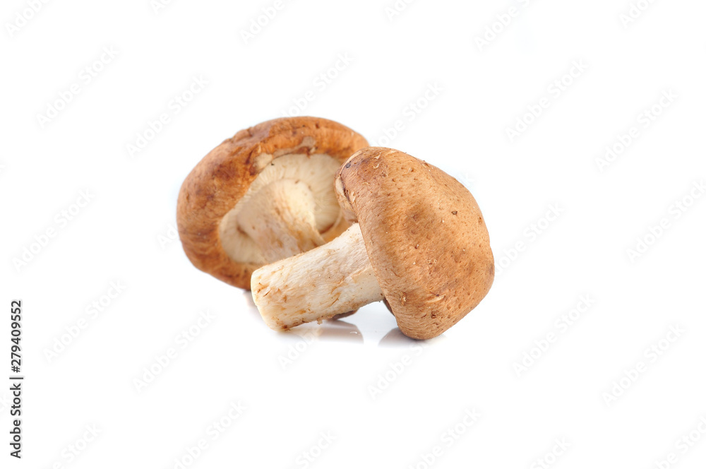 Shiitake mushroom on the White background Shiitake mushroom on the White background