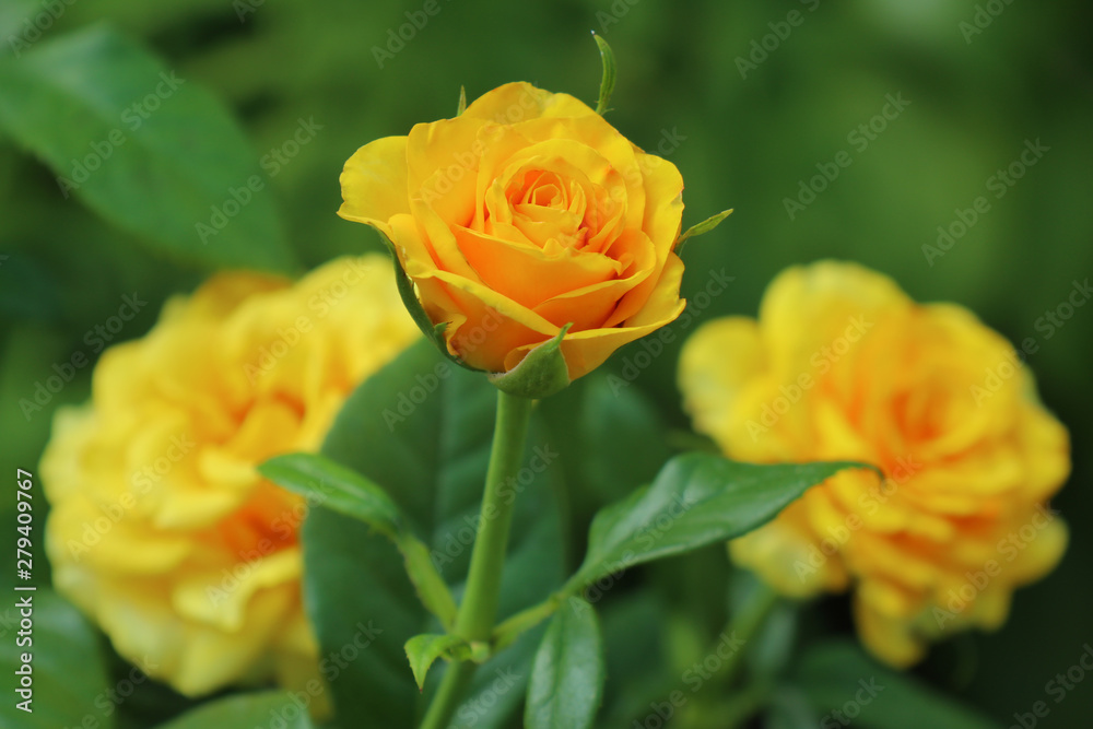 yellow rose on a beautiful green background yellow rose on a beautiful green background