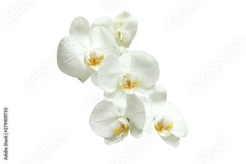 Natural blooming white Orchid on white background