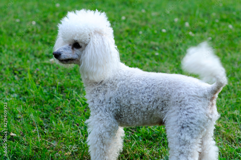 A white poodle is played on the green grass of a beautiful day