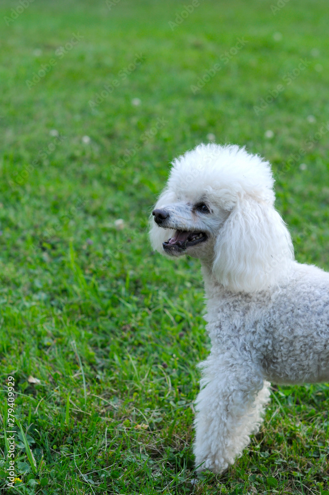 A white poodle is played on the green grass of a beautiful day