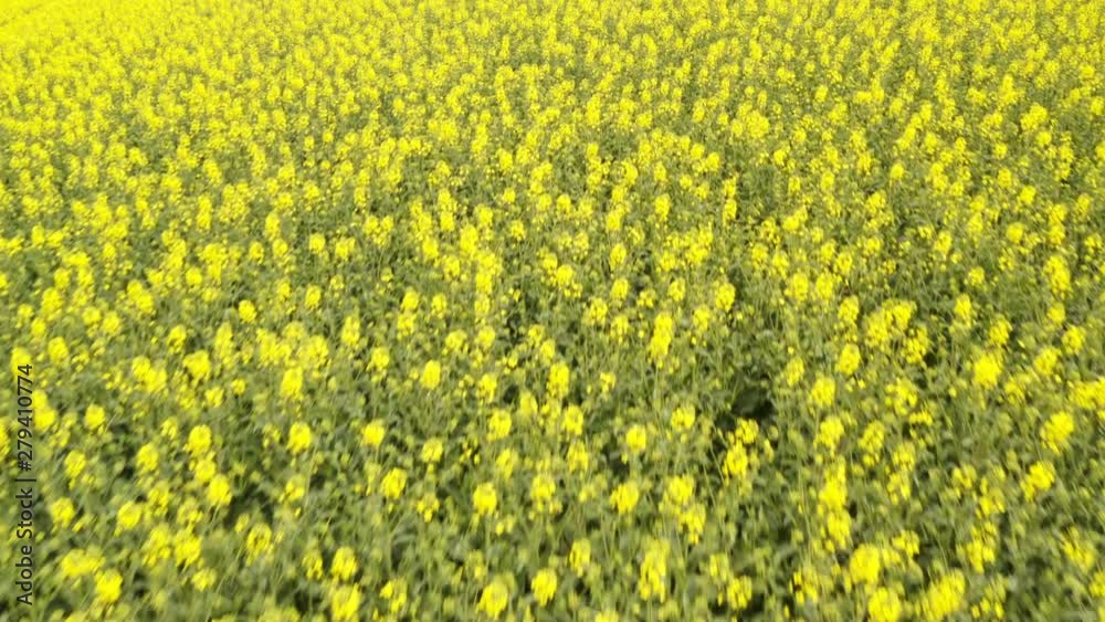 Aerial View of the Beautiful Budding Golden Canola Fields Aerial View of the Beautiful Budding Golden Canola Fields